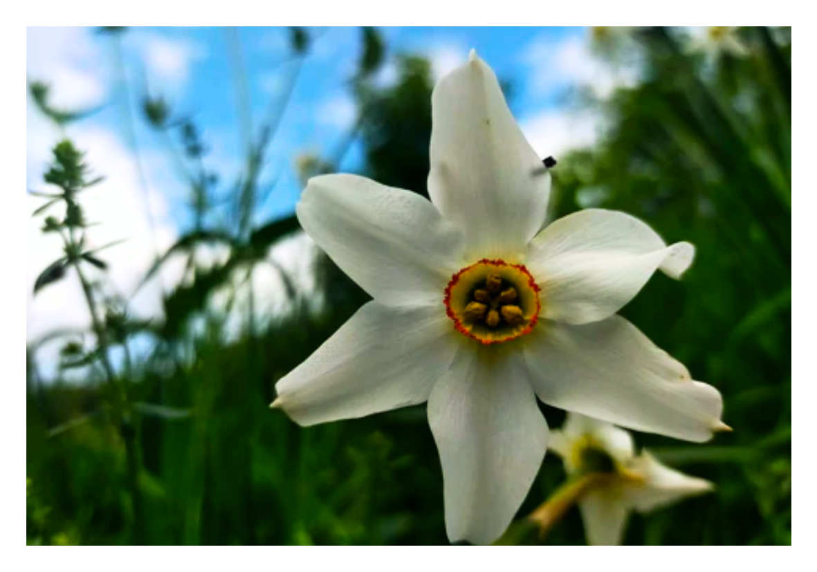 Narcisse