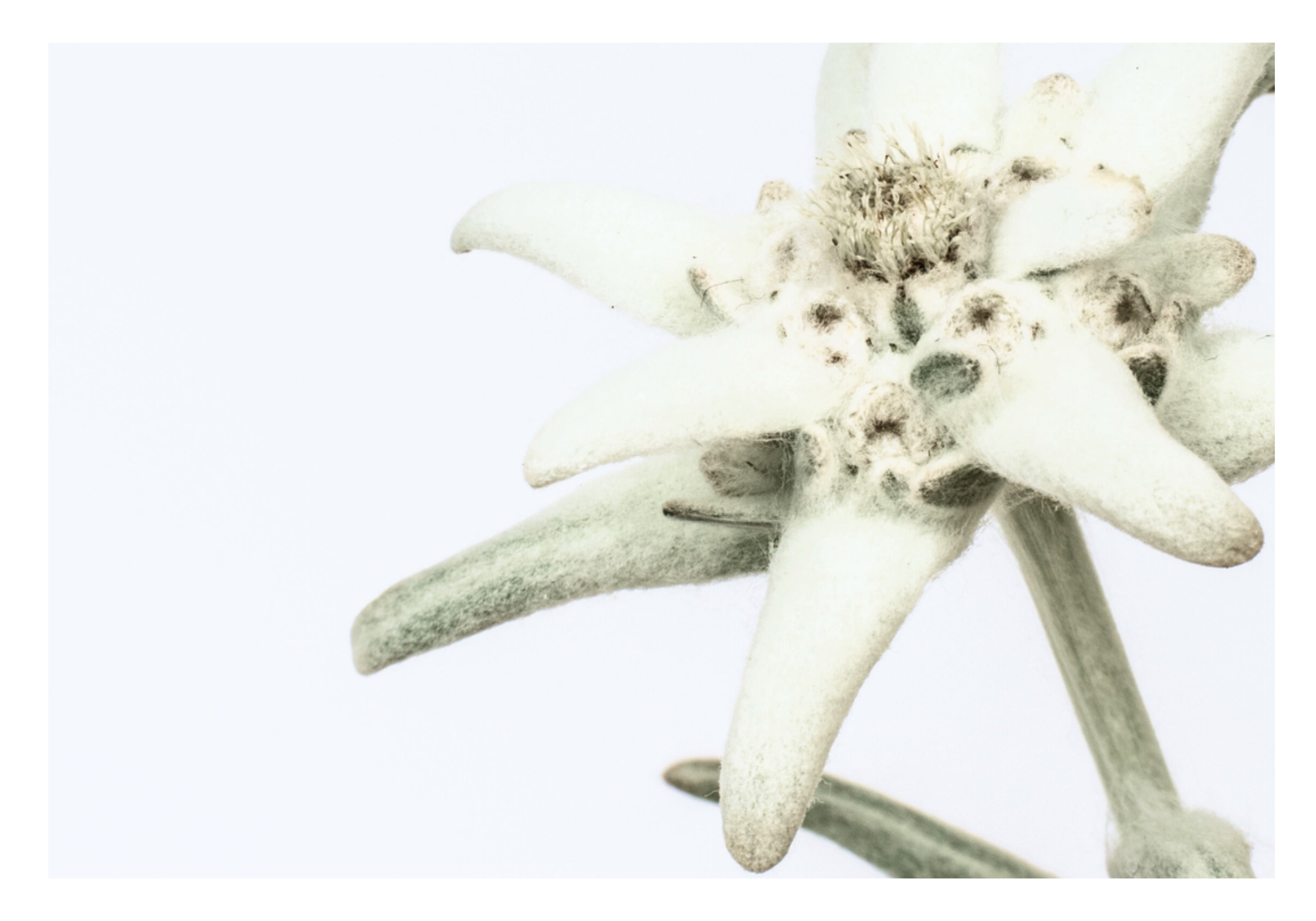 L'Edelweiss, le trésor des Alpes Image