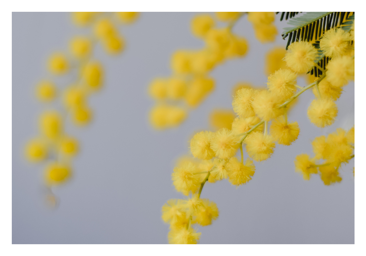 Mimosa
