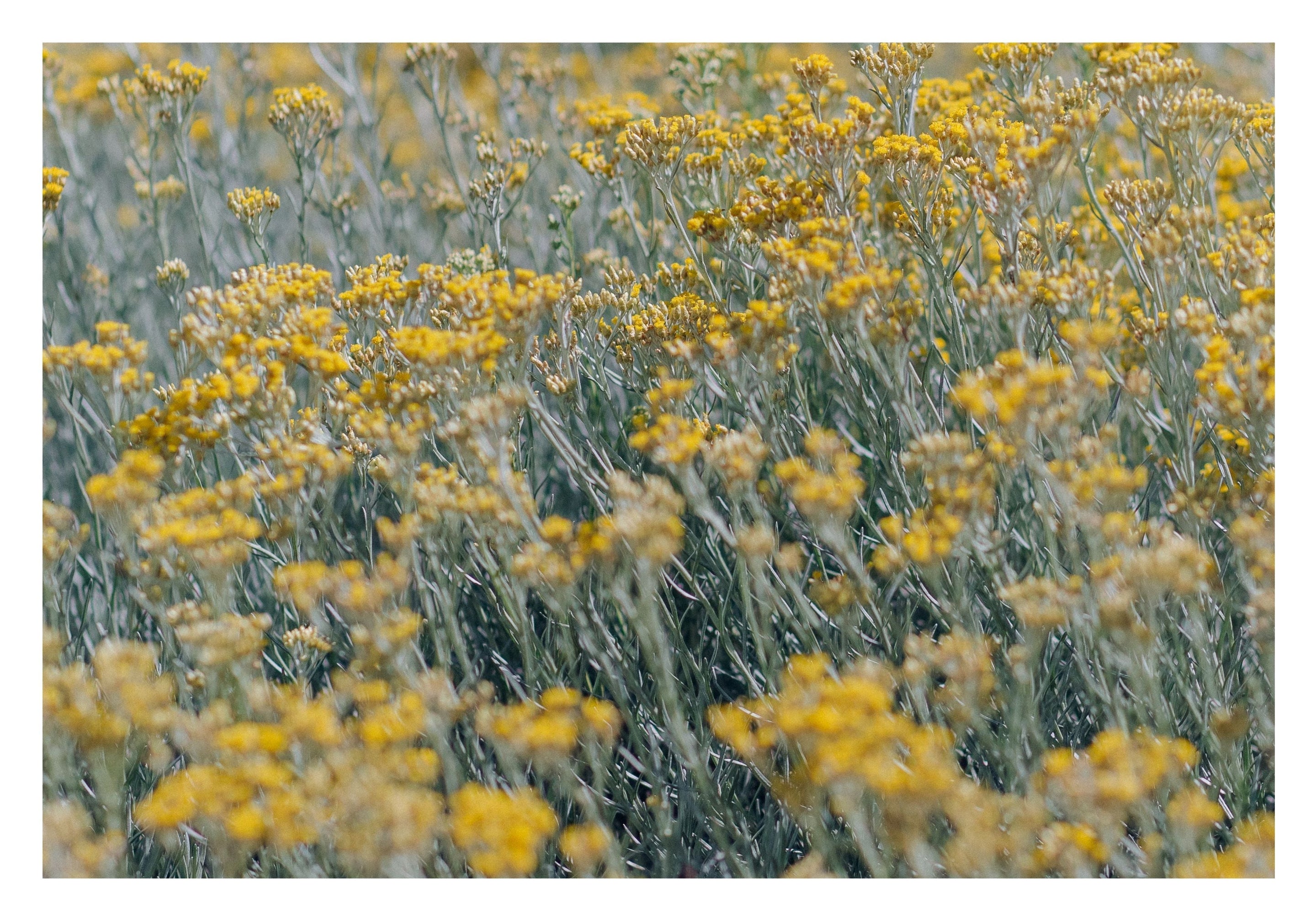 À la découverte de l’immortelle, la fleur emblématique de Corse