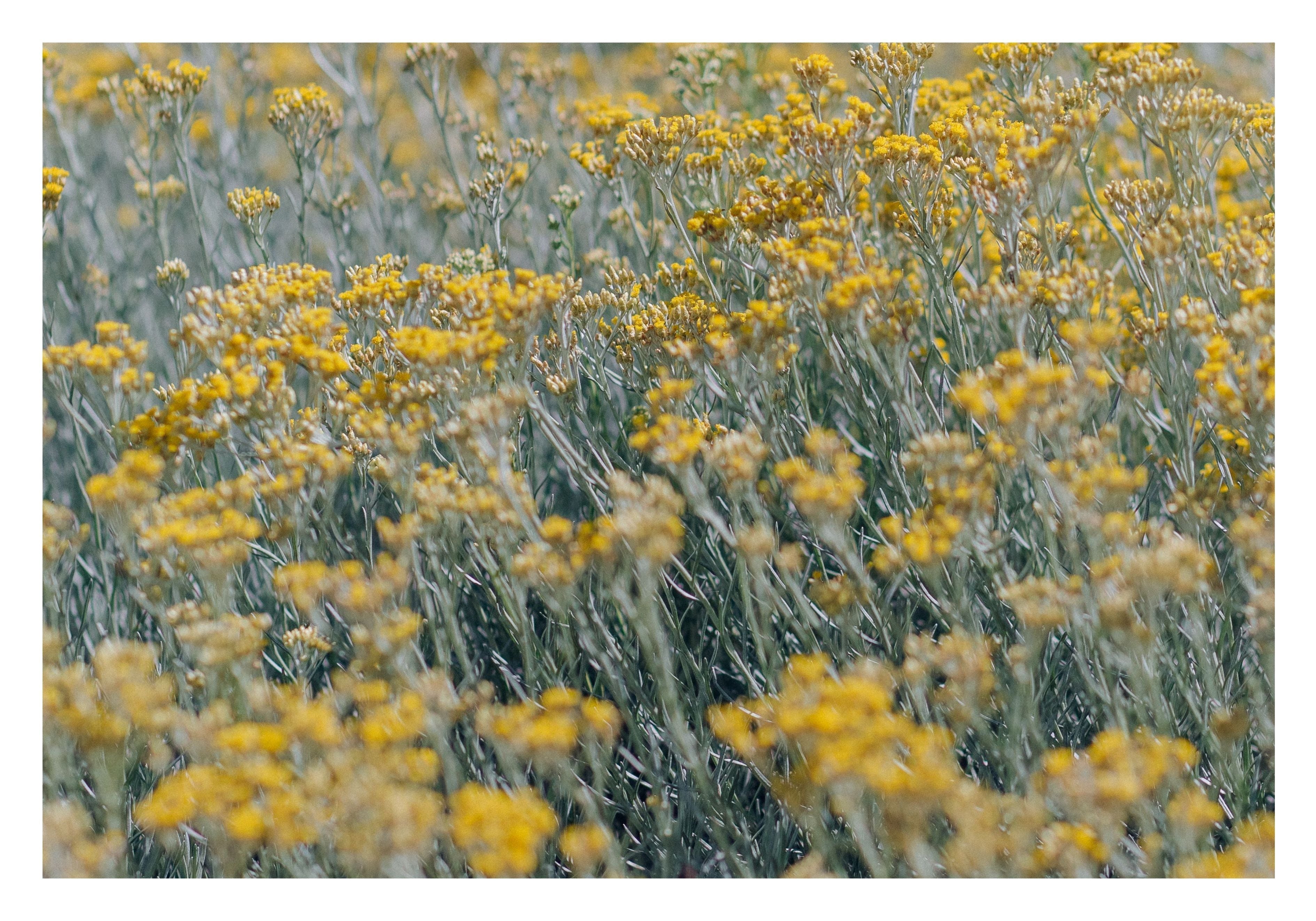 À la découverte de l’immortelle, la fleur emblématique de Corse Image
