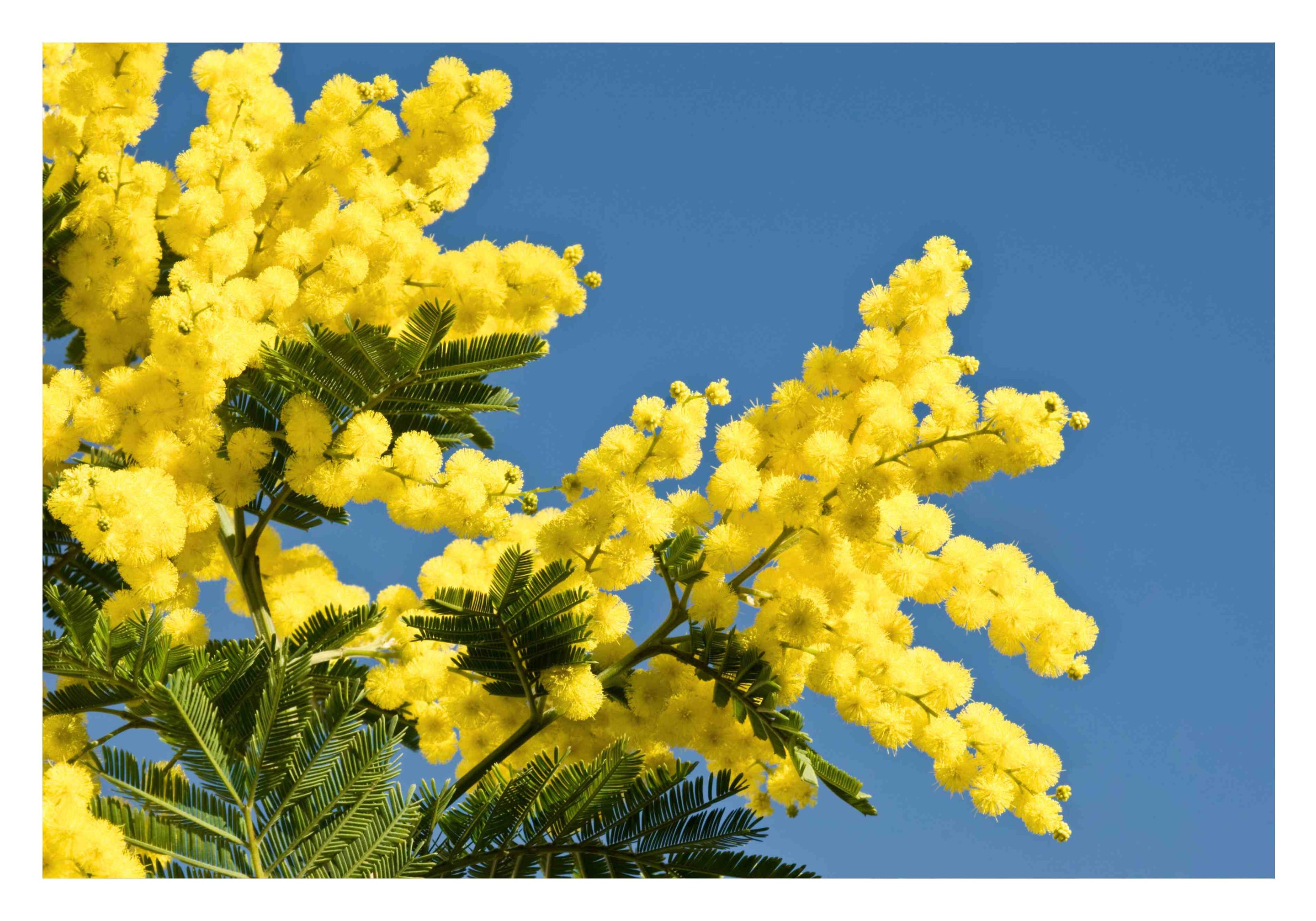 Le mimosa : trésor de la parfumerie