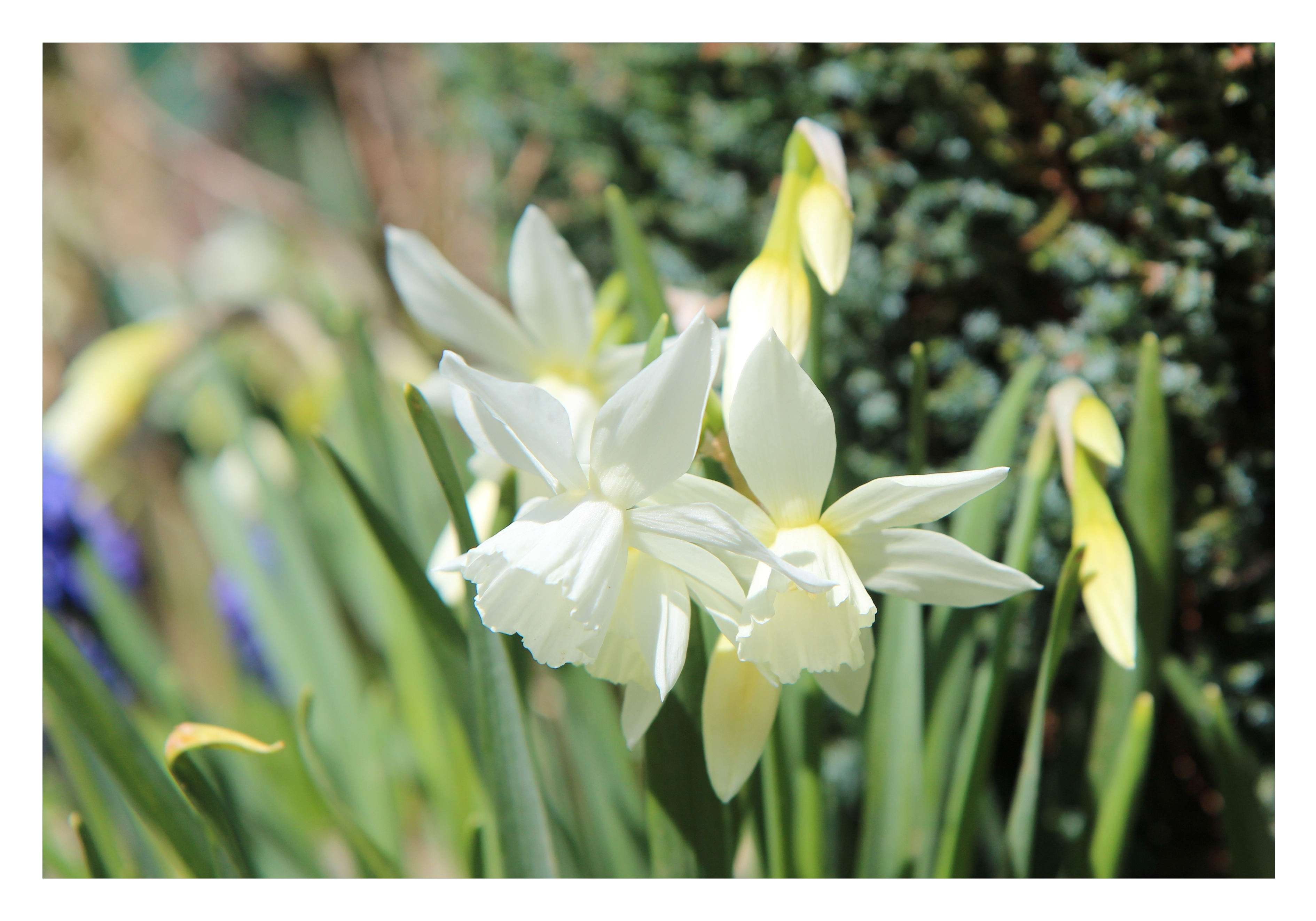Quel est le lien entre le mythe de Narcisse et la fleur de narcisse en parfumerie ? Image