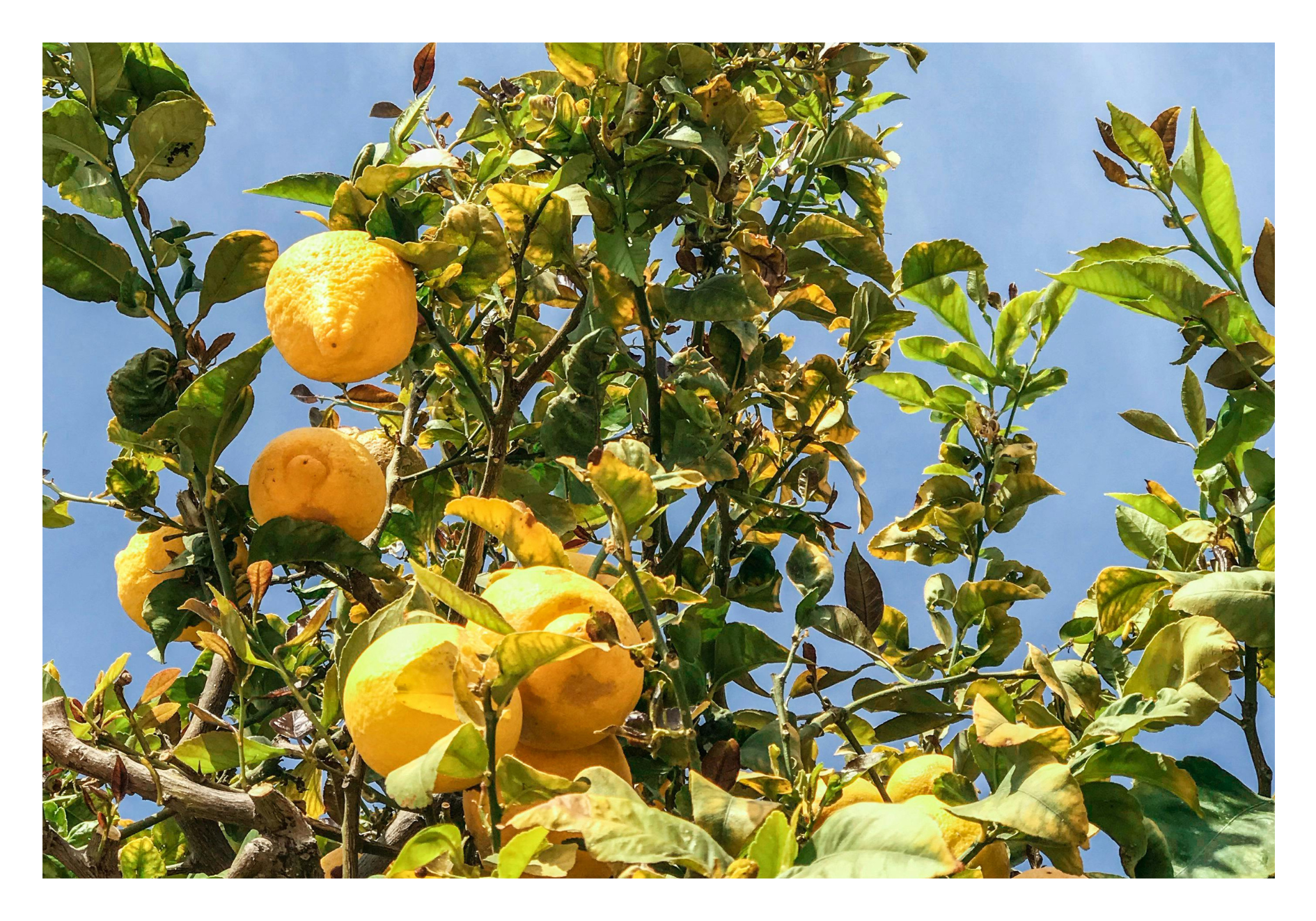 Citrons