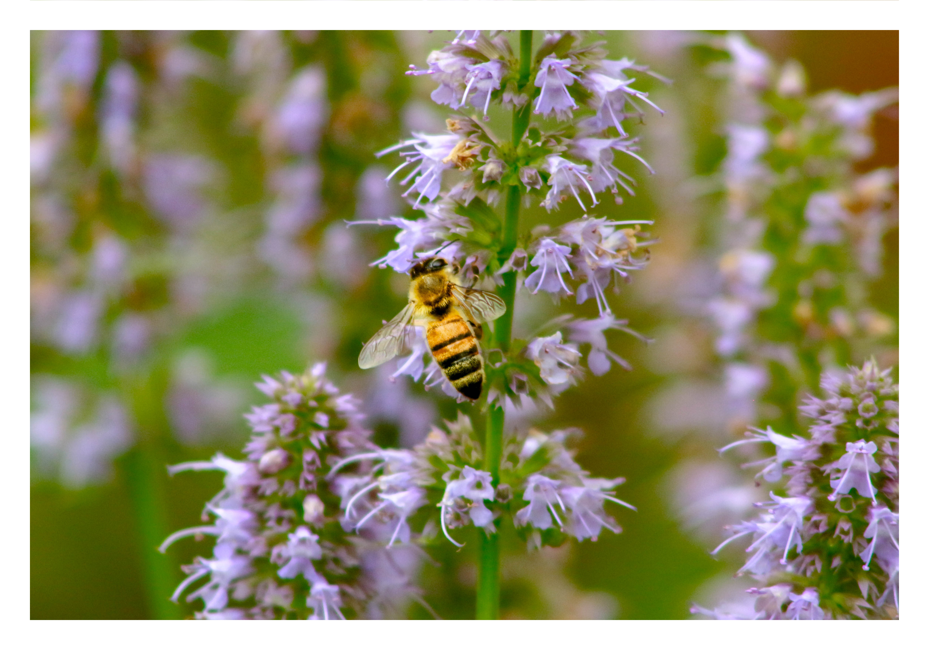 patchouli en fleur avec une abeille  Image