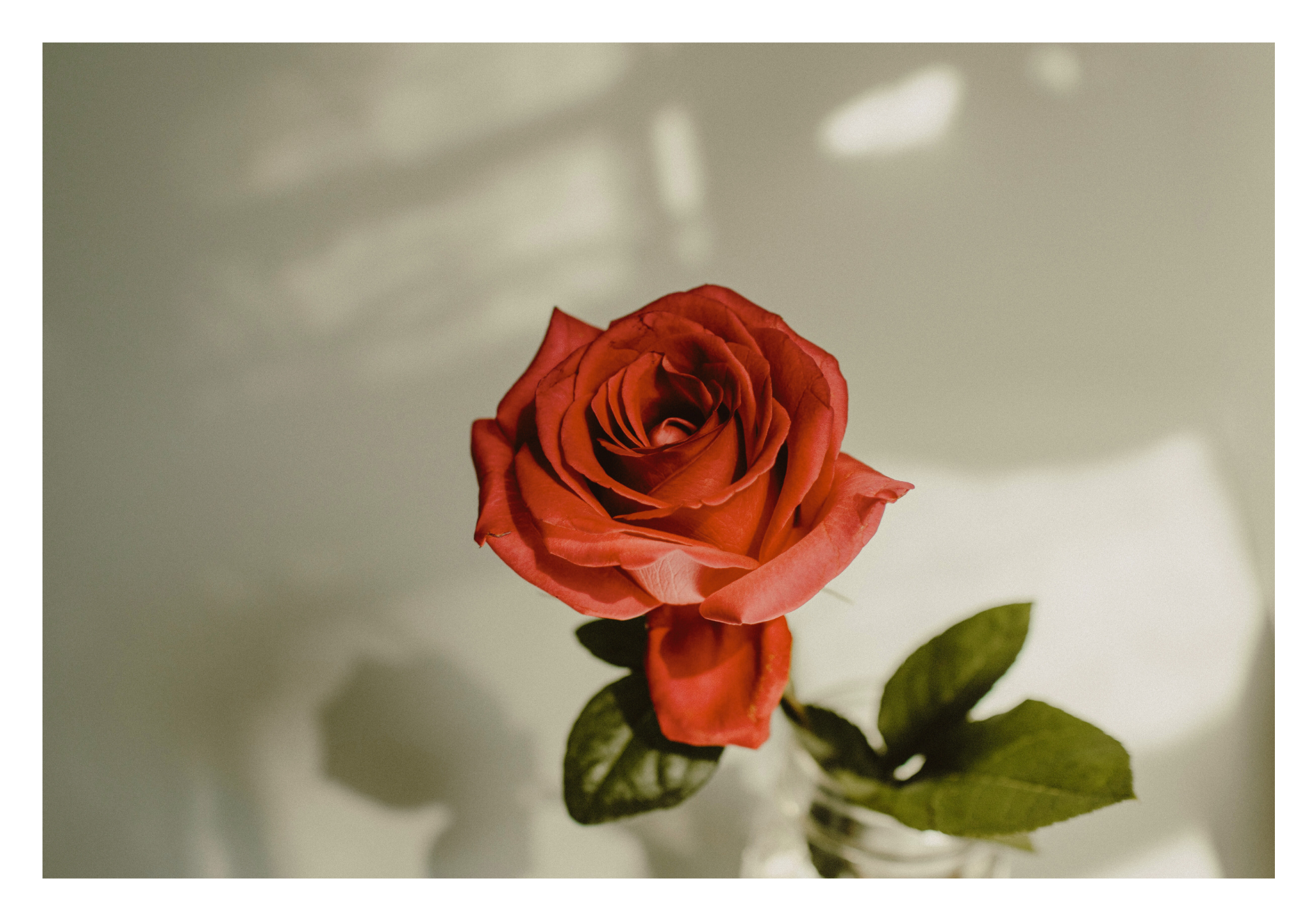 Rose  Image