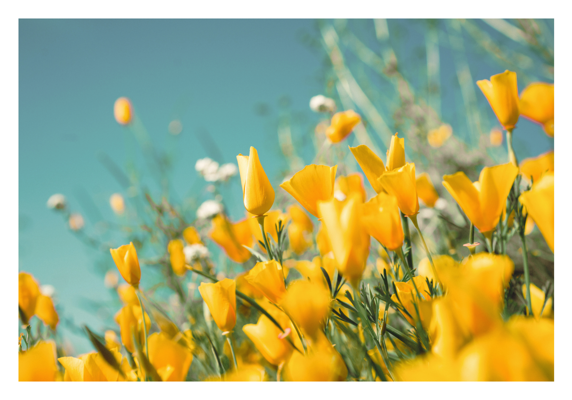 Champs de fleurs jaunes 