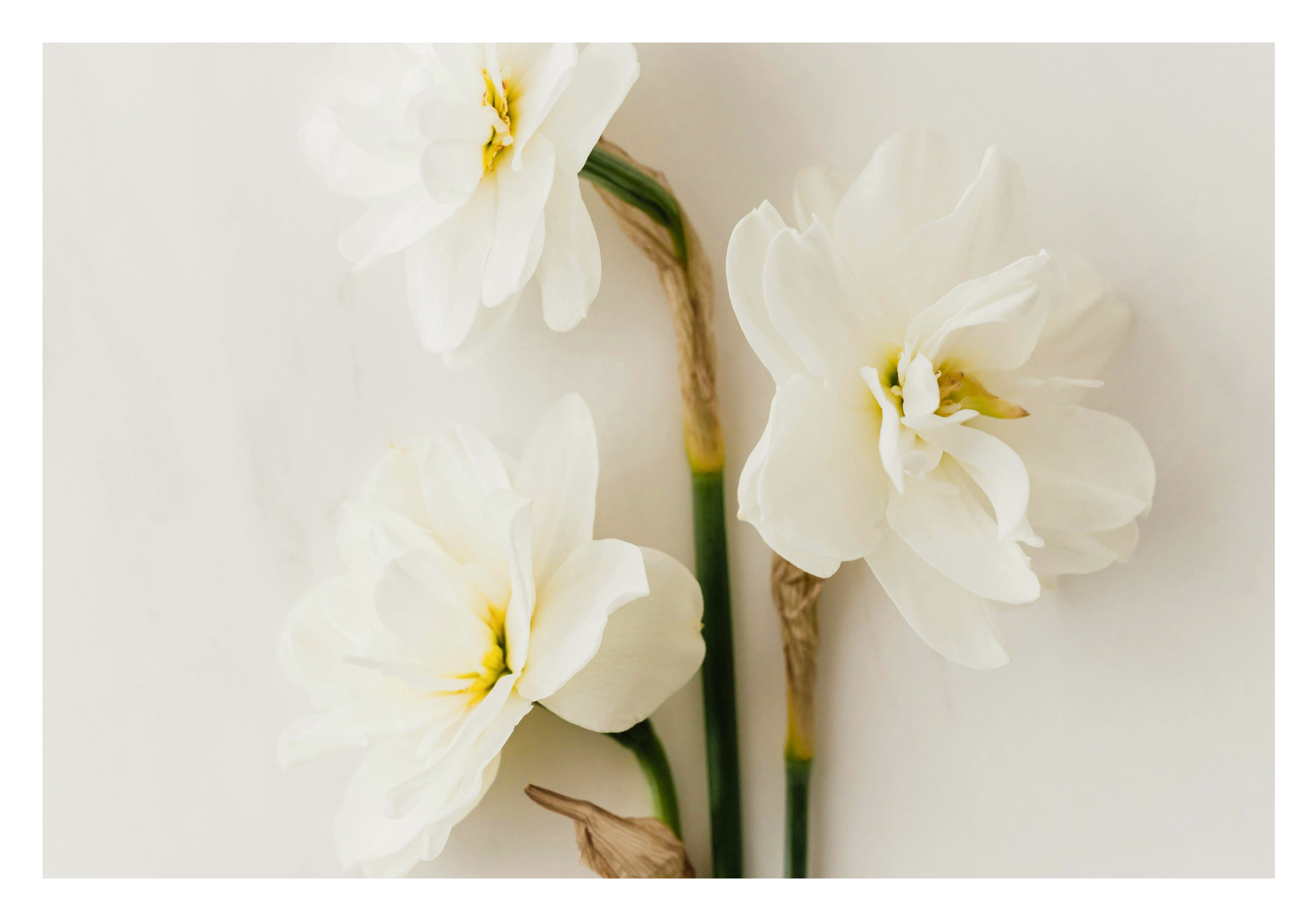 3 narcisses en forme de bouquet de fleurs 