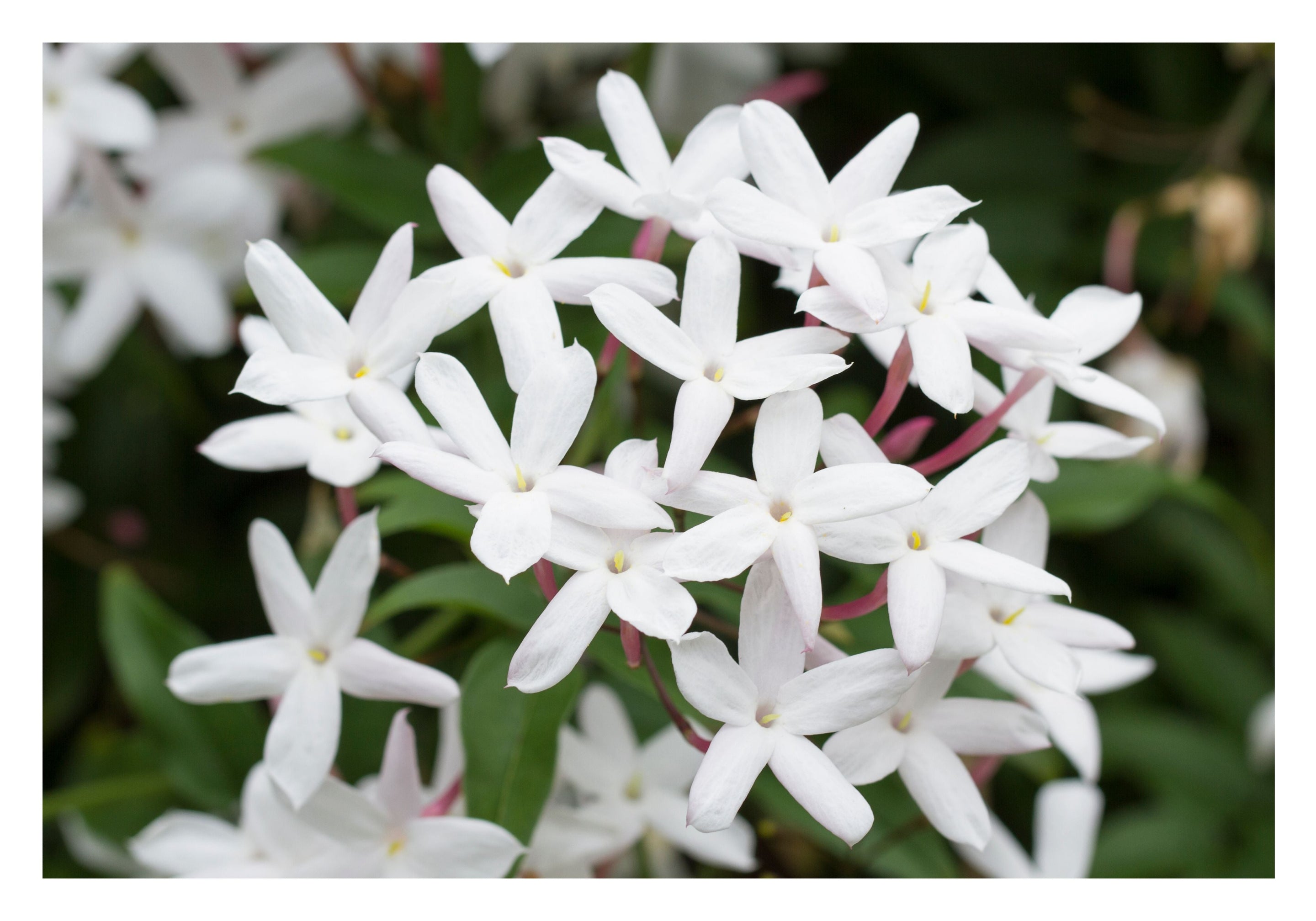 Jasmin : fleur envoûtante au cœur des parfums français