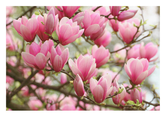 Magnolia : l’étoile montante de la parfumerie florale