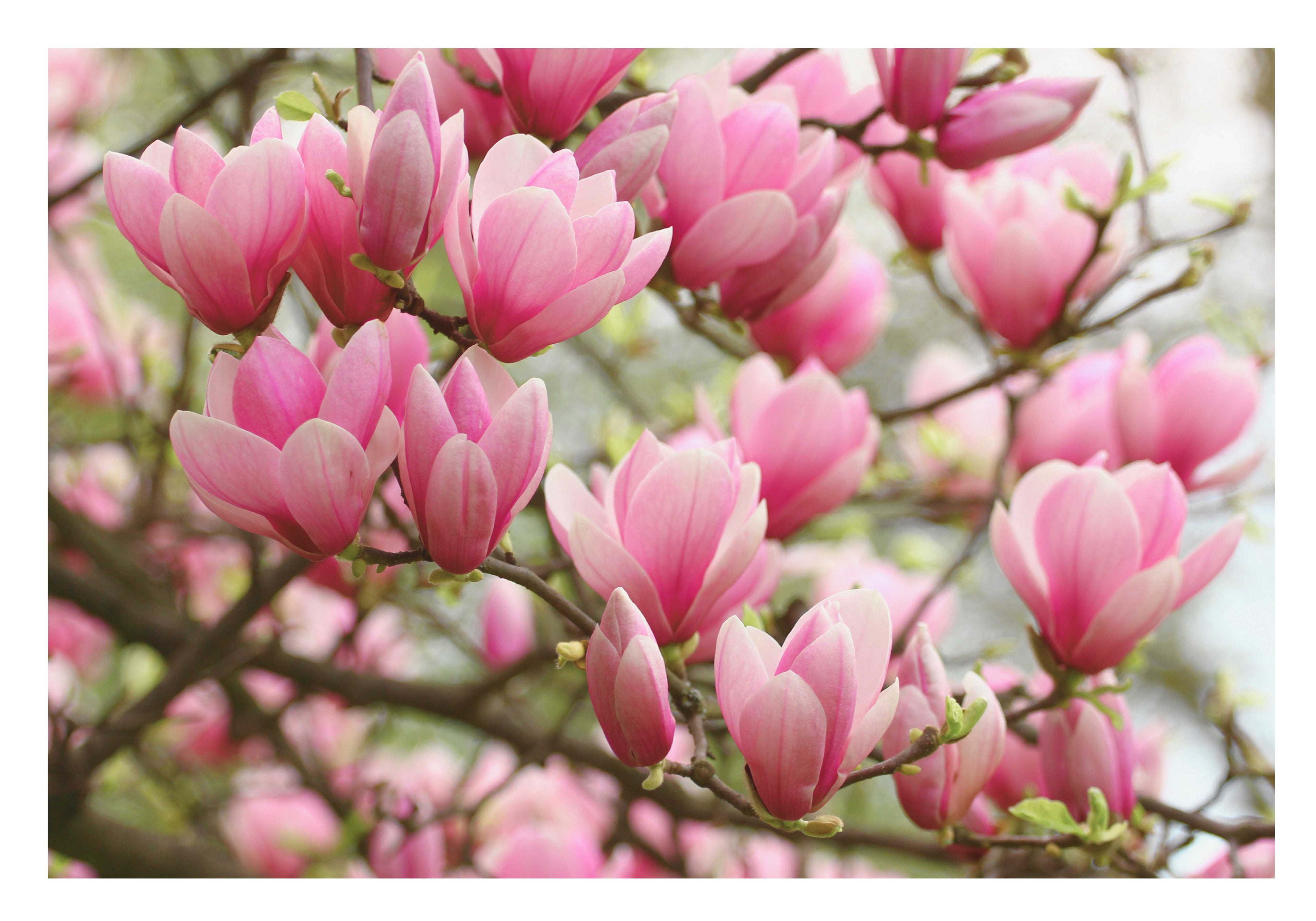 Magnolia : l’étoile montante de la parfumerie florale Image