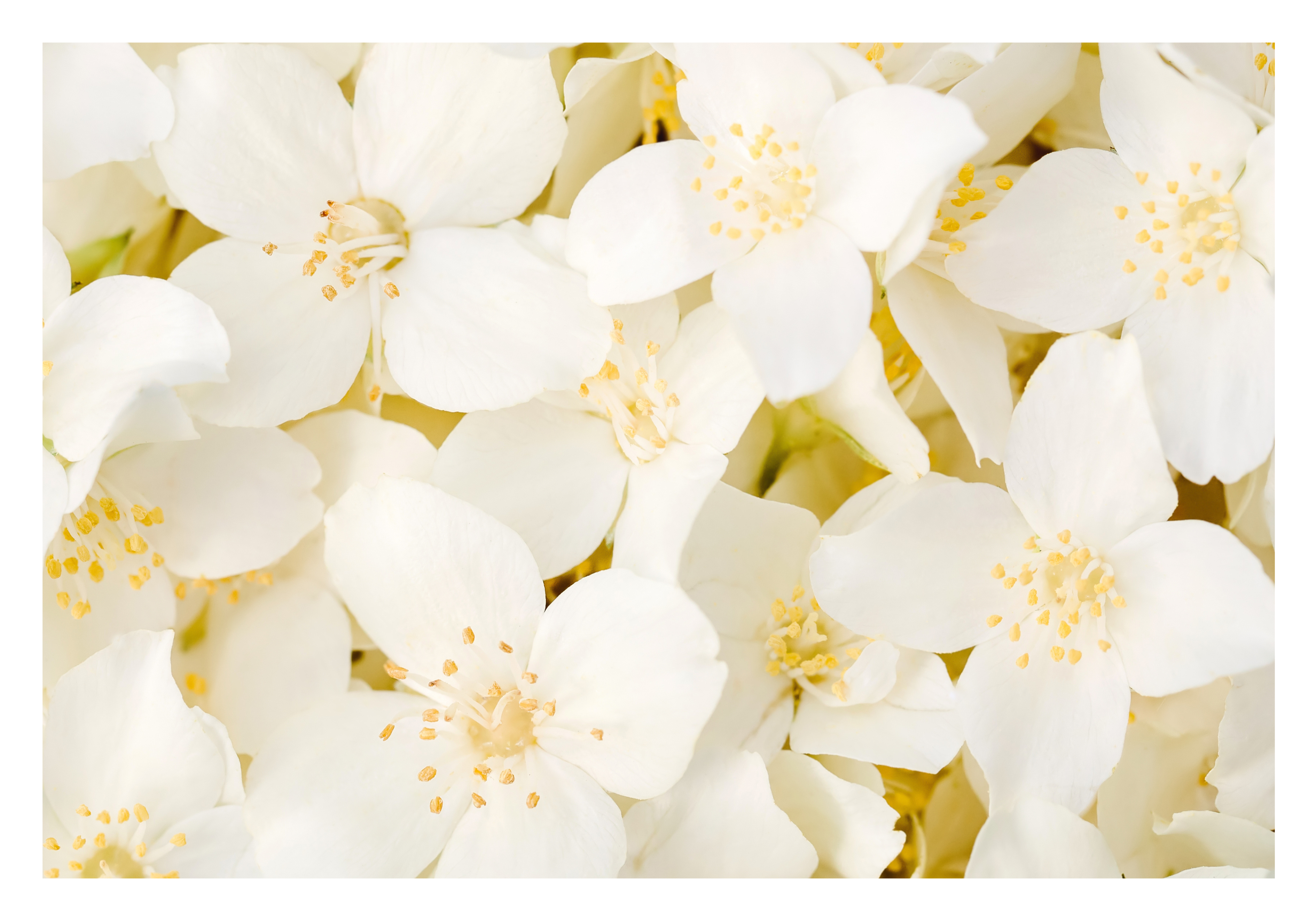 Fleur de jasmin  Image
